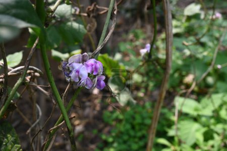 Lablab purpureus flowers. Itis a species ofbeanin the familyFabaceae. Its other names includelablab,bonavist bean pea,dolichos bean,seim,lablab,Egyptian kidney,Indian bean.