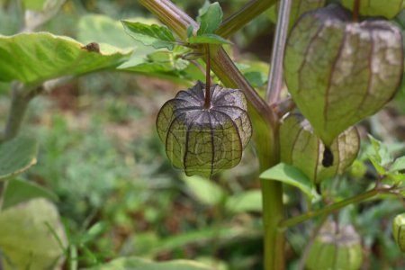 Physalis angulata blüht. Es ist eine aufrechte krautige einjährige Pflanze, die zur Nachtschattenfamilie Solanaceae gehört. Die Blüten sind fünfseitig und hellgelb. gelbe, orangefarbene Früchte werden im Inneren getragen.