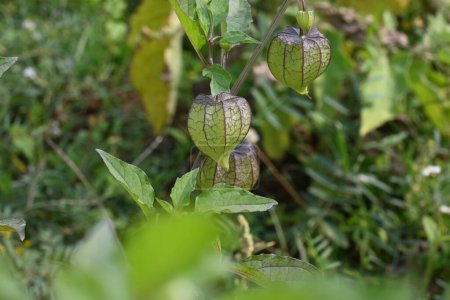 Physalis angulata blüht. Es ist eine aufrechte krautige einjährige Pflanze, die zur Nachtschattenfamilie Solanaceae gehört. Die Blüten sind fünfseitig und hellgelb. gelbe, orangefarbene Früchte werden im Inneren getragen.