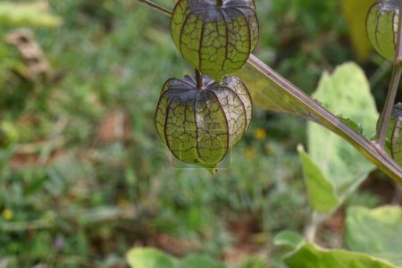 Physalis angulata fleurs. C'est une plante herbacée annuelle dressée appartenant à la famille des Solanacées. Les fleurs sont à cinq côtés et jaune pâle. fruits jaunes orange sont portés à l'intérieur.