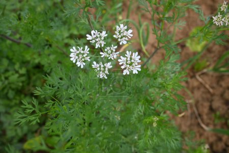 Cilantro or coriander flowers. Coriander flowers in the vegetable garden. Its seed is a famous Spice. Made a sauce from its green leaves. White flower. 