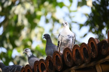 Rock dove or rock pigeon. It is a popular pet bird in the world. In some areas, it is also bringing up for meat. It also used to work as a messenger in the olden times.