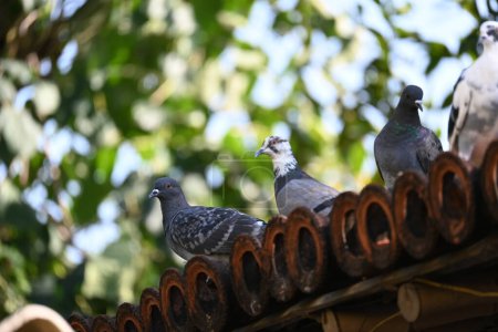 Rock dove or rock pigeon. It is a popular pet bird in the world. In some areas, it is also bringing up for meat. It also used to work as a messenger in the olden times.