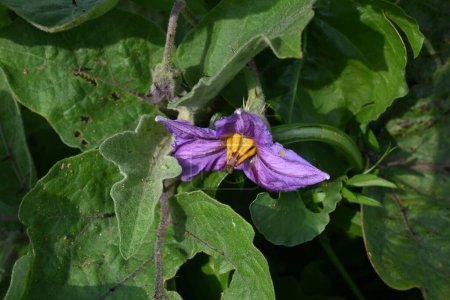 Auberginenblüte. Seine anderen Namen sind aubergine und brinjal. Es ist eine Pflanzenart in der Nachtschattenfamilie Solanaceae.Solanum melongeniswird weltweit für seine essbaren Früchte angebaut. Gemüseblüte. 