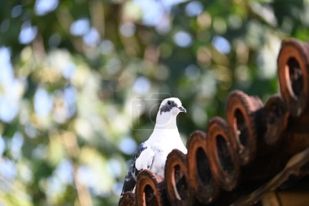 Colombe des rochers ou pigeon des rochers. C'est un oiseau de compagnie populaire dans le monde. Dans certaines régions, il est également mis en place pour la viande. Il a également travaillé comme messager dans les temps anciens.