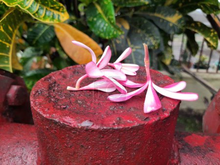 Plumeria rubra fleur. C'est des espèces de plantes adécidues appartenant à ses autres noms frangipani, paucipan rouge, jasmin rouge, frangipani rouge, frangipani commun, arbre de temple, calachuchi, simplyplumeria.