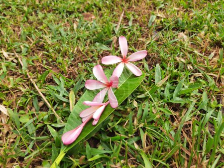 Plumeria rubra flower. It is adeciduousplant species belonging Its other names namesfrangipani,red paucipan,red jasmine,red frangipani,common frangipani, temple tree, calachuchi, simplyplumeria.