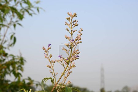 Vitex negundo plante fleur. C'est un autre nom arbre chaste chinois, arbre chaste à cinq feuilles, fer à cheval vitex, nisinda et Nirgundi. C'est un arbuste arbustif aréolaire. C'est un médicament ayurvédique.