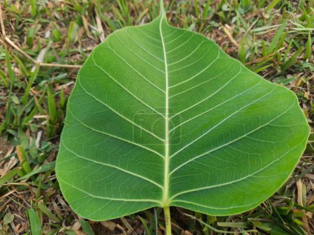 Ficus religiosa leaf. También se conoce como árbol del bodhi, árbol del pippala, árbol del peepul, árbol del peepal y árbol del ashwattha.
