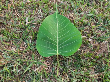 Photo for Ficus religiosa leaf. It is also known as thebodhi tree,pippala tree,peepul tree,peepal tree and ashwattha tree. - Royalty Free Image