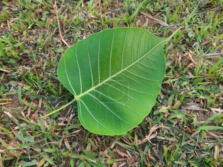 Ficus religiosa leaf. También se conoce como árbol del bodhi, árbol del pippala, árbol del peepul, árbol del peepal y árbol del ashwattha.
