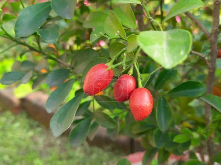 Murraya paniculata Früchte. Seine weiteren Namen sind Orangenjasmin, Orangenjessamin und Porzellankastenblume. Es handelt sich um eine Straucharte oder einen kleinen Baum in der Familie der Rutaceae. Kamini-Früchte. 