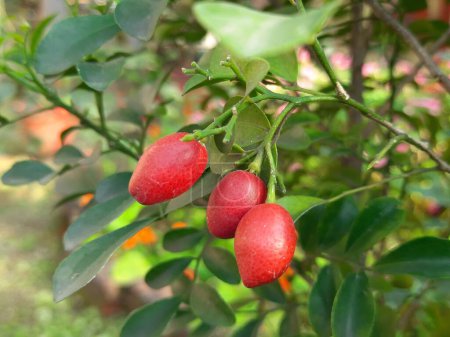 Murraya paniculata Früchte. Seine weiteren Namen sind Orangenjasmin, Orangenjessamin und Porzellankastenblume. Es handelt sich um eine Straucharte oder einen kleinen Baum in der Familie der Rutaceae. Kamini-Früchte. 