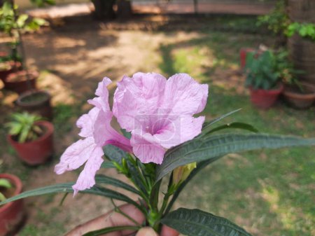 Ruellia simplex flores. Sus otros nombres son petunia mexicana, petunia salvaje de Britton. Esta es una especie de planta con flores en la familiaAcanthaceae.