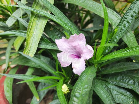 Ruellia simplex flores. Sus otros nombres son petunia mexicana, petunia salvaje de Britton. Esta es una especie de planta con flores en la familiaAcanthaceae.