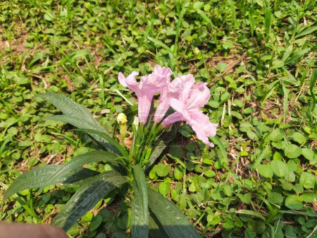 Ruellia simplex flores. Sus otros nombres son petunia mexicana, petunia salvaje de Britton. Esta es una especie de planta con flores en la familiaAcanthaceae. 