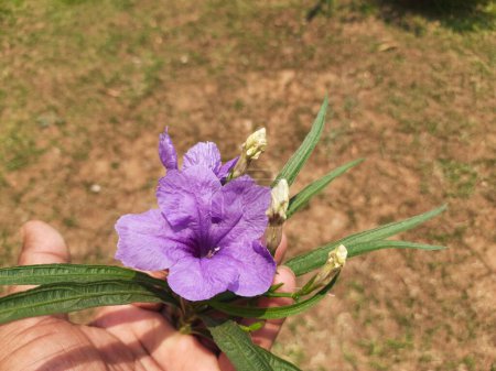 Ruellia simplex flores. Sus otros nombres son petunia mexicana, petunia salvaje de Britton. Esta es una especie de planta con flores en la familiaAcanthaceae. 