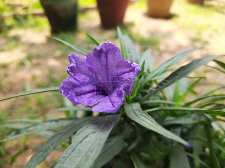 Ruellia simplex flowers. Its other names Mexican petunia,Mexican bluebelland Britton's wild petunia. This is a species of flowering plant in the familyAcanthaceae. 