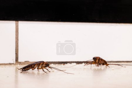 Cucaracha americana en el suelo, comiendo migajas de tierra, dentro de la cocina