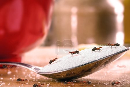 Téléchargez les photos : Sweet ants eating sugar on spoon, insect problem and rpaga inside the kitchen - en image libre de droit