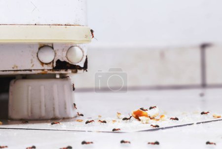 Photo for Ants eating bran and dirt in the kitchen, photo on the floor, insects inside the house, need for detection - Royalty Free Image