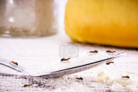 Téléchargez les photos : Small ants indoors, carrying dirt, crumbs and sugar on the floor, dirty house attracting grandchildren, need for detection - en image libre de droit
