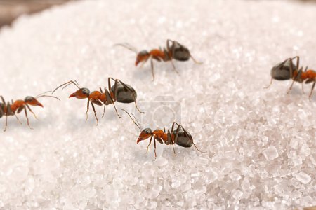 Photo for Spoon of sugar with many red ants on it, insects indoors, danger of infestation or pest, macro photography - Royalty Free Image