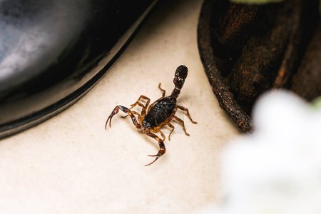 Foto de Escorpión dentro del jardín. Animal venenoso en el interior del hogar. Cuidado, necesidad de detección
. - Imagen libre de derechos