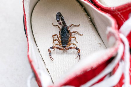 Téléchargez les photos : Scorpion dans une baskets. Animal venimeux à l'intérieur. risque de piqûre. Tityus bahiensis est une espèce de scorpion de l'est et du centre du Brésil.
. - en image libre de droit