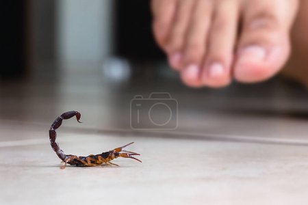 Téléchargez les photos : Scorpion à l'intérieur près d'une personne. Personne marchant près d'un scorpion. Concept de détection, scorpion brun ou jaune, piqûre toxique, macro photographie - en image libre de droit