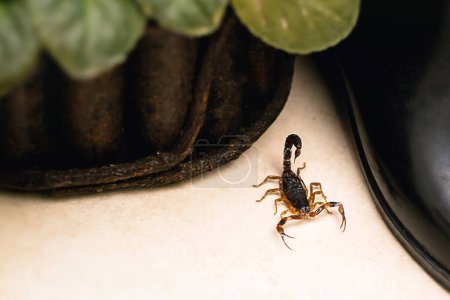 Téléchargez les photos : Scorpion dans la salle de bain. Animal venimeux près du drain de la salle de bain. besoin de doigté, scorpion toxique
. - en image libre de droit