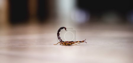 Téléchargez les photos : Tityus bahiensis est une espèce de scorpion de l'est et du centre du Brésil. Mesure 6 cm de longueur, a une coloration très foncée et pattes brunes
. - en image libre de droit