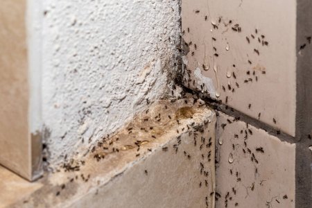 Foto de Infestación de hormigas, agujero y grieta en la pared con insectos, necesidad de detección, problemas domésticos - Imagen libre de derechos