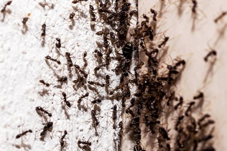 Ameisenbefall, Loch und Riss in der Wand mit Insekten, Erkennungsbedarf, häusliche Probleme
