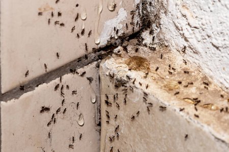 Ameisenbefall, Loch und Riss in der Wand mit Insekten, Erkennungsbedarf, häusliche Probleme