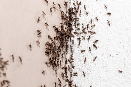 Téléchargez les photos : Infestation de fourmis, trou et fissure dans la paroi avec des insectes, besoin de détection, problèmes domestiques - en image libre de droit