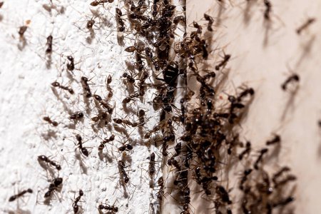 Foto de Infestación de hormigas, agujero y grieta en la pared con insectos, necesidad de detección, problemas domésticos - Imagen libre de derechos
