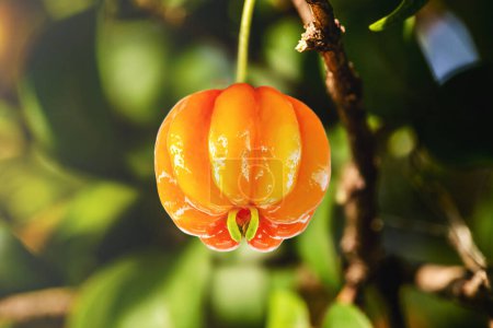 Foto de Pitanga, fruto de pitangueira, dicotiledóneo de la familia de las mirtáceas. Tiene la forma de bolas globulares y carnosas, ricas en vitamina C - Imagen libre de derechos