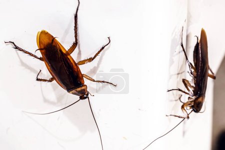 Kakerlakenbefall in der Küche, Insekten auf dem Boden ohne Hygiene, Reinigungsbedarf, Erkennung zu Hause, Makrofotografie
