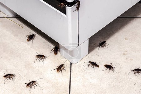 Kakerlakenbefall in der Küche, Insekten auf dem schmutzigen Boden, mangelnde Hygiene und Reinigungsbedarf, Makrofotografie