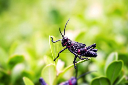 black and red cricket (Gryllus assimilis), pest. Good luck sign, cricket in close up. Garden plague, plague,macro photography