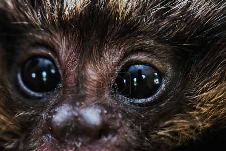 Téléchargez les photos : Visage d'un bébé singe, Golden Lion Tamarin, animal originaire de la forêt atlantique brésilienne - en image libre de droit
