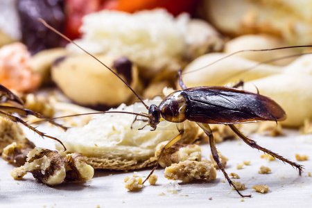 many cockroaches on human waste, food scraps and plastic contaminating the floor, macro photo, detail, closeup of animal