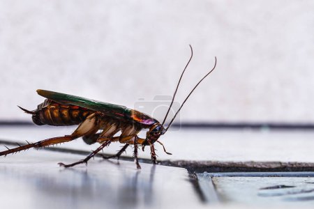 Foto de Casa cucaracha, rojo cucaracha común entrar en el desagüe del baño, macro foto, detalle, primer plano de los animales - Imagen libre de derechos