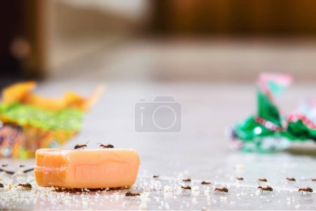 Foto de Hormigas de la casa, caminando por la casa, hormiga roja en el suelo comiendo tierra o azúcar, problemas de plagas de insectos dentro del apartamento - Imagen libre de derechos