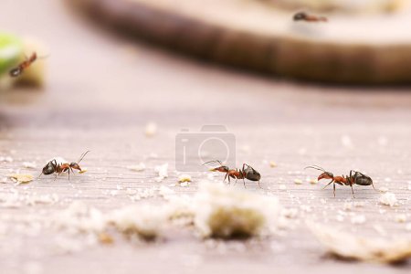 Fourmis de la maison, marchant autour de la maison, fourmi rouge sur le sol mangeant de la saleté ou du sucre, problèmes d'insectes nuisibles à l'intérieur de l'appartement