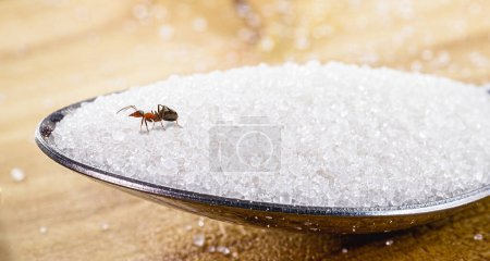 Photo for House ants, walking around the house, red ant on the floor eating dirt or sugar, insect pest problems inside the apartment - Royalty Free Image