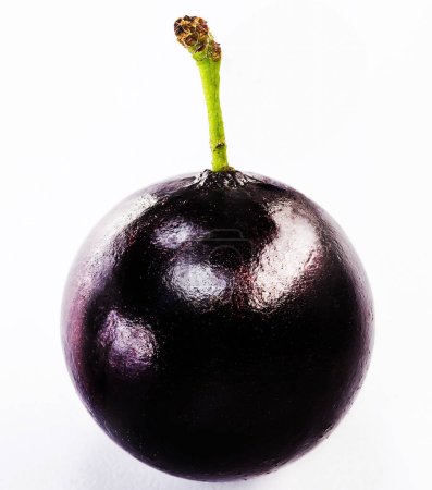 Foto de La jabuticaba o jabuticaba es un fruto blanco-negro púrpura, fruto típico de Brasil, sobre un fondo blanco aislado. - Imagen libre de derechos