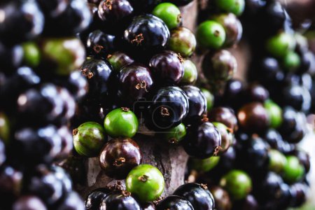 Photo for Jabuticaba or jaboticaba is the fruit of the jaboticabeira or jabuticabeira, a Brazilian fruit tree from the myrtaceae family, native to the Atlantic Forest. - Royalty Free Image