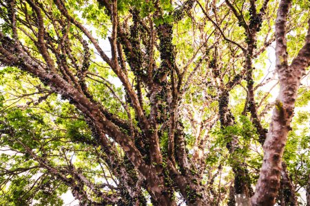 Foto de Jabuticaba o jaboticaba es el fruto de la jaboticabeira o jabuticabeira, un árbol frutal brasileño de la familia de las mirtáceas, nativo de la Selva Atlántica. - Imagen libre de derechos